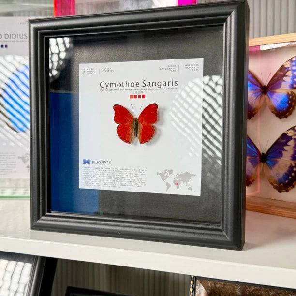 Blood ripple butterfly specimen real butterfly birthday gift for girlfriend and best friend creative gift home butterfly square 8-inch photo frame - image 5