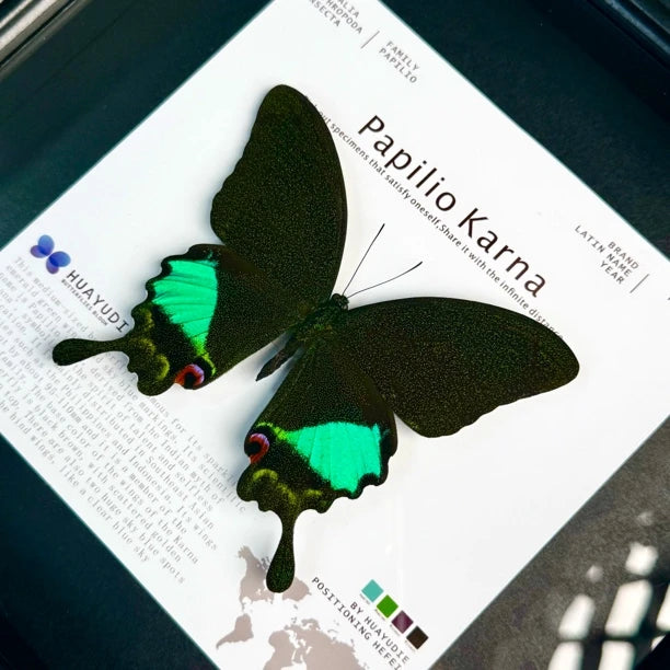 Karna Papilion butterfly real butterfly specimen birthday gift for girlfriend and best friend creative gift home butterfly square 8 photo frames - image 1