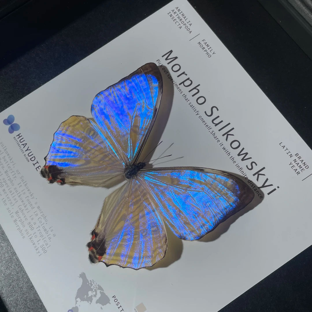 Luminous Pearl Light Luxury Customized decorative art Gifts premium Decoration wall art Gifts premium Butterfly Glass Photo Frame Ornaments - image 5