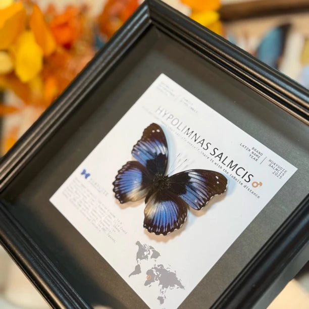 Weak water butterfly 3D three-dimensional butterfly artwork decorative art gift premium gift for girlfriend gift photo frame - image 5