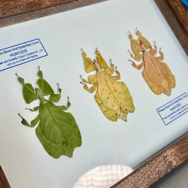Indonesian leaf insect gradient color platter butterfly birthday gift for girlfriend and best friend creative gift home butterfly A4 photo frame - image 1